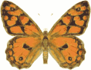 butterfly_3.gif
