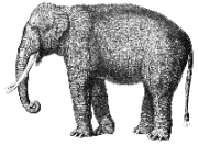 elephant_7.gif