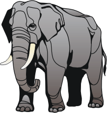 old elephant